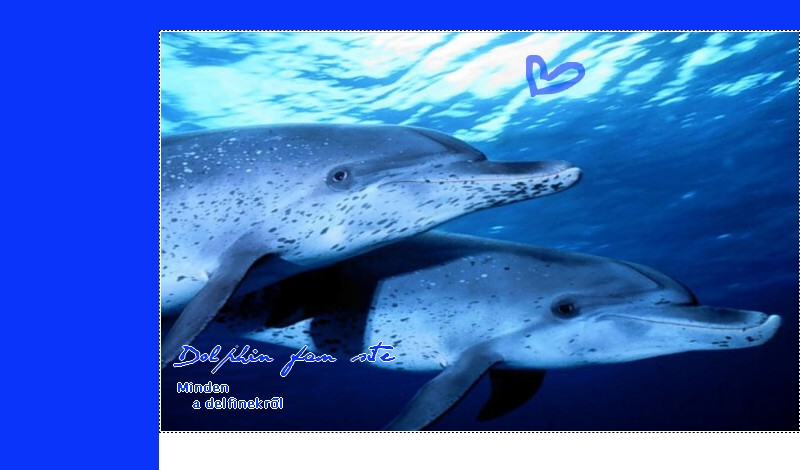 | Dolphins World! Because we love dolphins! |